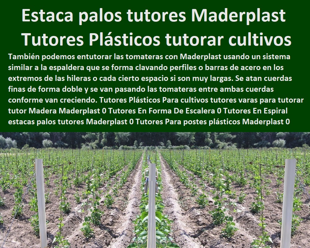 Tutores Plásticos Para Cultivos De Maracuyá Maderplast 0 tutores  TUTOR PLÁSTICOS PARA CULTIVAR EL HUERTO 0 VARA TUTOR DE MADERA PLÁSTICA PARA CULTIVAR FLORES 0 Entutorado Tutor Sintético Para Cultivar Pitayas 0 Tutores Fibra De Vidrio Plástico Para Cultivar Uvas 0 Tutor De Emparrado Plástico Para Cultivar Maracuyá 0 Tutor Con Espaldera Para Cultivar Arveja 0 Tutor Para Cultivar Frijol 0 Tutor Para Cultivar Tomates 0 Tutores De Plástico Para Sujetar Plantas 0 Tutor De Plástico Para Cultivar Eficientemente 0 Tutor De Plástico Para Cultivar Técnicamente 0 Tutores Para Plantas Y Hortalizas 0 Estacones Tutores Postes De Bambú Guadua 0 plásticos de color verde Maderplast 0 Invernadero De Flores En Casa 0 postes de madera 9 metros precio 0 como hacer estructura para parra de uvas 0 tutores para plantas Tutores Tutores Plásticos Para Cultivos De Maracuyá Maderplast 0 tutores plásticos de color verde Maderplast 0 Invernadero De Flores En Casa 0 postes de madera 9 metros precio 0 como hacer estructura para parra de uvas 0 tutores para plantas Tutores