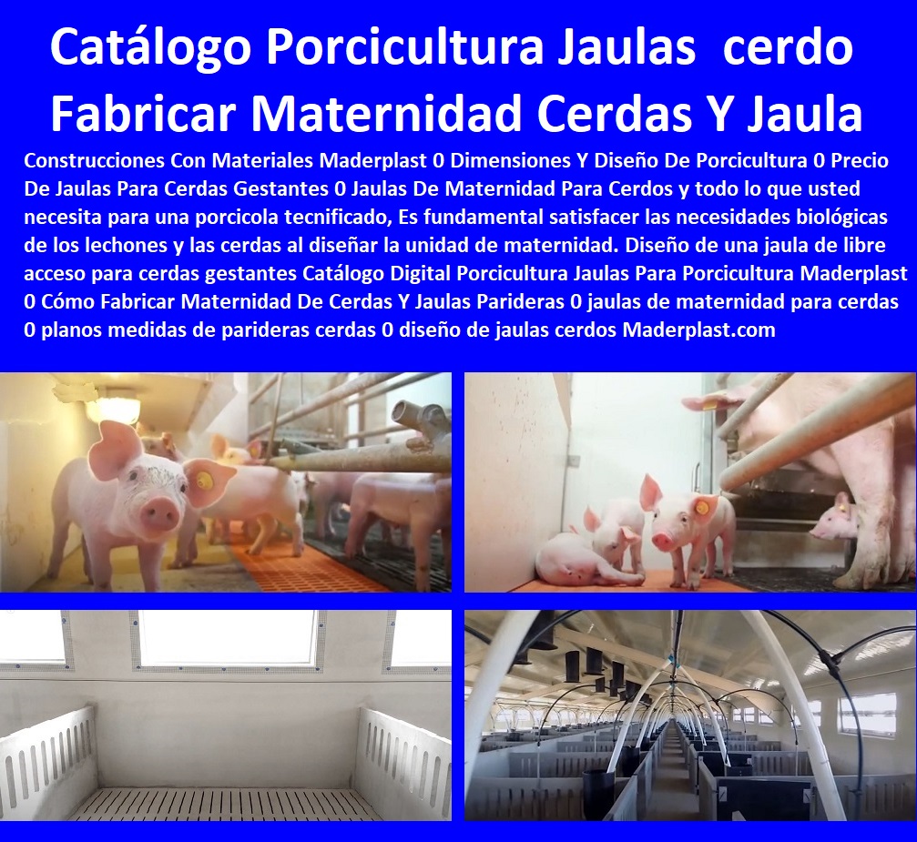 41 PORCICULTURA TECNIFICADA 0 GRANJAS DE PORCINOS 0 CRIA DE CERDOS 0 Levante De Cerdos 0 Reproduction Porcina 0 Jaulas Gestación 0 Jaulas Parideras 0 Corrales 0 Parideras Porcinas 0 Corral Gestación Cerdas 0 Jaula Lechonera Destete 0 Jaula Pre Ceba Porcinos 0 Corraleja Ceba 0 Corral De Engorde Cerdos 0 Porqueriza Cría De Lechones  Instalaciones porcinas tecnificadas en concreto plástico inoxidable 0 corral de engorda Parideras para cerdas 0 planos de granjas porcinas 0 Imágenes de granja porcina tecnificada 0 Corral Engorde Ceba Gestacion porcicultura jaulas, corrales, parideras, porcinas corral, gestación cerdas, parto cerda, lechonera, destete, jaula pre ceba porcinos, corraleja, ceba, engorde cerdos, porqueriza cría de lechones, pisos jaulas comederos, Parideras Preceba 00 Instalaciones porcinas tecnificadas en concreto plástico inoxidable 0 corral de engorda Parideras para cerdas 0 planos de granjas porcinas 0 Imágenes de granja porcina tecnificada 0 Corral Engorde Ceba Gestacion Parideras Preceba 00