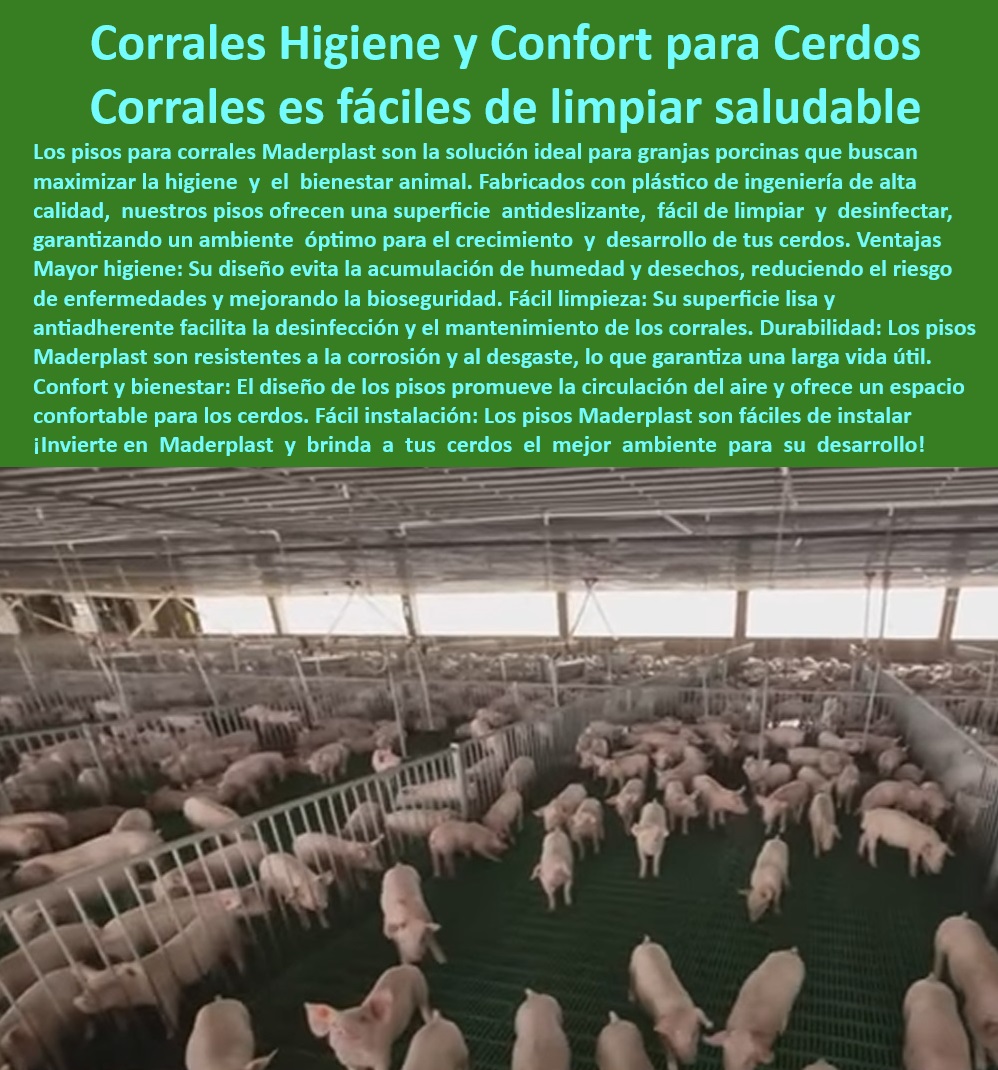 Diseño corrales modernos para cerdos Innovación corral porcicultura Maderplast Mejores ideas para corrales de cerdos Corrales plásticos resistentes para producción porcina eficiente Corrales básicos para empezar en la porcicultura 0 Materiales-Resistentes-Para-Cerdos - ¿Qué corrales son mejores para granjas de cerdos? - Soluciones higiénicas para corrales de cerdos - Estructuras plásticas para crianza de porcinos - Corrales resistentes a la humedad y corrosión. - Pisos-Plásticos-Para-Granjas - Corrales ergonómicos para el bienestar animal. - Corrales-Higiénicos-Granjas-Porcinas - Pisos-Antideslizantes-Para-Corrales - ¿Qué pisos antideslizantes recomiendan para cerdos? - Pisos para optimizar el crecimiento de cerdos - Pisos económicos para iniciarse en la porcicultura. - Sistemas-De-Corrales-Eficientes - ¿Cómo mejorar la bioseguridad en corrales porcinos? - Instalaciones para manejo eficiente de cerdos - Diseño-Moderno-Corrales-Porcinos - ¿Dónde puedo comprar corrales higiénicos para cerdos? - Bioseguridad-En-Instalaciones-Porcinas - Infraestructura-Tecnificada-Para-Cerdos - Sistemas de drenaje para corrales porcinos - ¿Cuáles son los materiales más duraderos para corrales de cerdos? - Sistemas de bioseguridad para granjas porcinas - Corrales modernos para producción porcina - Pisos plásticos para granjas tecnificadas - Pisos plásticos de larga duración. - Materiales avanzados para infraestructura porcina - Corrales de fácil limpieza para bioseguridad. - Pisos para mejorar la sanidad en granjas tecnificadas - Materiales resistentes para granjas porcinas. - Pisos higiénicos para corrales de cerdos. - Instalaciones-Porcinas-Duraderas - Corrales personalizables y resistentes - Soluciones eficientes para cría de cerdos - Corrales-Sostenibles-Y-Higiénicos - Pisos antideslizantes para maternidad porcina - Instalaciones modulares para producción porcina. - Estructuras diseñadas para reducir el estrés en los cerdos. - Corrales sostenibles y libres de mantenimiento - Corrales duraderos para cerdas en gestación - Instalaciones innovadoras para manejo de cerdos Diseño corrales modernos para cerdos Innovación corral porcicultura Maderplast - Mejores ideas para corrales de cerdos - Corrales plásticos resistentes para producción porcina eficiente - Corrales básicos para empezar en la porcicultura - 0