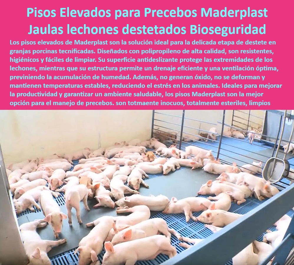 Jaulas de Piso Levantado Precebos Corrales Porcinos Elevados Maderplast Jaulas económicas porcinos cerdos la productividad Pisos reciclables destete económico Corrales eficientes con sistema de ventilación integrado Pisos elevados 0 ¿Qué sistemas de pisos reciclables existen para la porcicultura? - Corrales resistentes para cerdos - Materiales duraderos para granjas modernas. - Pisos desmontables para granjas porcinas - Soluciones sostenibles para el destete porcino - Materiales reciclables para granjas. - Sistemas de bioseguridad para lechones - Suelos higiénicos para destete - ¿Dónde comprar corrales con ventilación para precebos? - Jaulas de ventilación eficientes - Infraestructura-Tecnificada-Porcina - Sistemas modulares Destete - ¿Cuáles son los mejores pisos elevados para lechones? - Bioseguridad-Precebos-Modernos - Pisos resistentes para corrales - Suelos antideslizantes para lechones - Sistemas modulares para destete - Estructuras ligeras para precebos - ¿Qué jaulas son ideales para el destete porcino? - Pisos elevados para lechones - Pisos-Ligeros-Eficientes - Corrales elevados con ventilación - Corrales-Ventilados-Porcinos - Sistemas plasticos para bioseguridad - Jaulas-Destete-Higiénicas - Pisos económicos para porcicultura - Sistemas de drenaje para porcinos - ¿Cómo optimizar la bioseguridad en granjas tecnificadas? - Pisos de fácil limpieza para precebos - Diseño ergonómico para lechones. - Infraestructura higiénica para precebos - Soluciones prácticas para el destete - Jaulas de destete tecnificadas - Pisos-Elevados-Lechones - Pisos-Reciclables-Destete - Pisos drenantes para granjas tecnificadas - Pisos plasticos para precebos - Pisos-Desmontables-Porcicultura - Materiales innovadores para destete - Diseño-Higiénico-Lechones Jaulas de Piso Levantado Precebos Corrales Porcinos Elevados Maderplast - Jaulas económicas porcinos cerdos la productividad - Pisos reciclables destete económico - Corrales eficientes con sistema de ventilación integrado - Pisos elevados 0